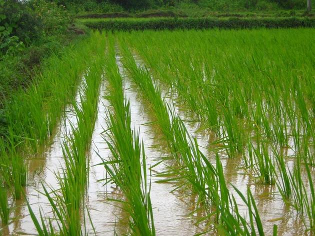 El arroz es una de las materias primas básicas del sector alimentario. Crédito: Pixabay