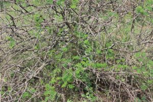 El arbusto falciforme y su rápido crecimiento, ayudado por el aumento de las temperaturas, lo ha convertido en una gran amenaza para los esfuerzos de conservación de la vida silvestre de Uganda. Crédito: Wambi Michael/IPS