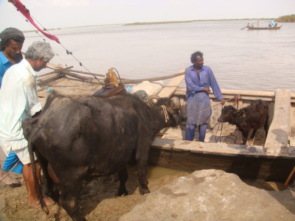 Productores agropecuarios en una orilla del delta del río Indo, en el suroeste de Pakistán. Con los años el agua ha ido menguando y el mar ha entrado tierra adentro, malogrando las tierras cultivables. Crédito: Zofeen Ebrahim / IPS