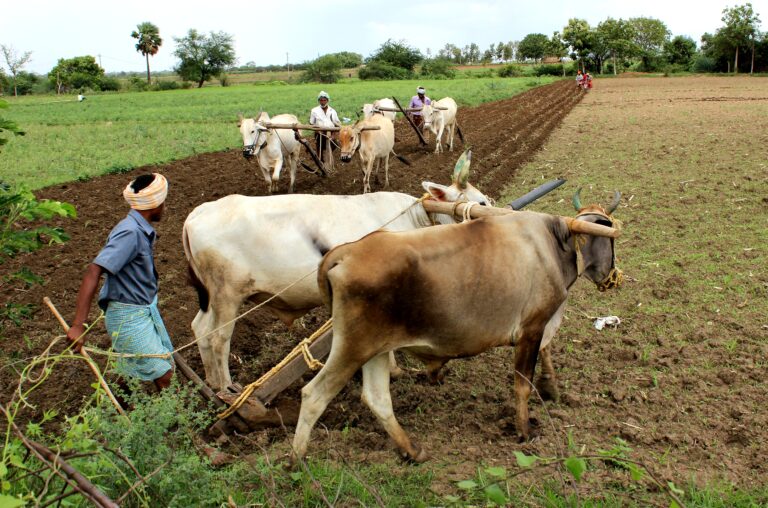 Los productores agrícolas de sobrevivencia que dependen de la lluvia para el riego requieren innovaciones en el manejo del agua, la agricultura y la energía. En la imagen tres familias de agricultores se ayudan mutuamente a arar y sembrar sus pequeñas parcelas, después del paso del último monzón en Warangal, en el estado de Andhra Pradesh, en el este de India. Crédito: Manipadma Jena / IPS