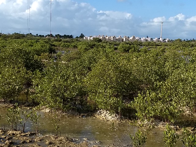 Los manglares enfrentan amenazas como la urbanización, la construcción de infraestructura no sostenible, la expansión turística y la tala y pesca ilegales. En la imagen, el manglar de la Ciénega de Progreso, con un barrio vecino al fondo, en el municipio de Progreso, en el estado de Yucatán, en el sureste de México. Crédito: Emilio Godoy/IPS