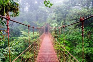 Bosque Nuboso, Costa Rica. Crédito: Presidencia de Costa Rica