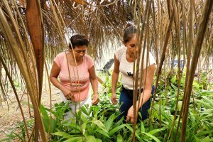 En el norte de la Amazonía boliviana, un emprendimiento sostenible involucra a la comunidad local en el procesamiento de frutas silvestres de la selva amazónica y, al mismo tiempo, protege los bosques contra la tala de árboles y la contaminación. Crédito: Teófila Guarachi/ONU Mujeres