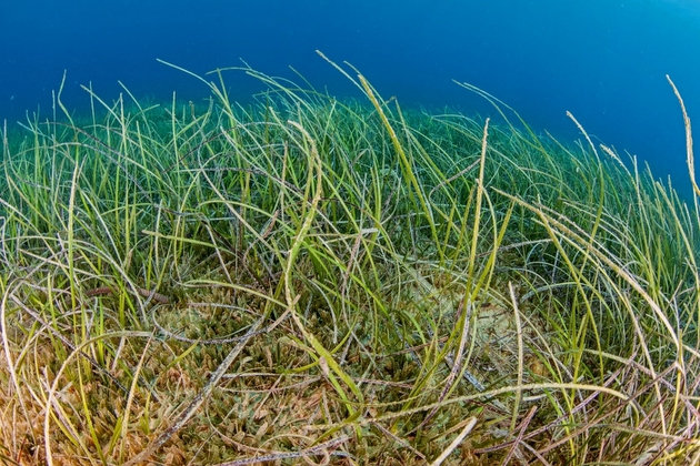 Un denso prado de una especie de hierba conocida como pasto de Neptuno, en Grecia. Crédito: Dimitris Poursanidis/GRID-Arendal