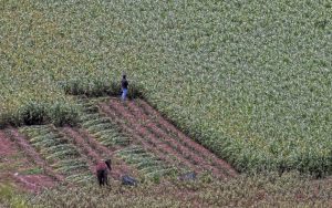 México está entre los países de América Latina y el Caribe que menos financiamiento destinan al sector agrícola, obligando a la población del campo a recurrir a mecanismos informales de ahorro y crédito