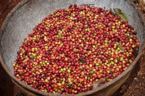 Aunque el café es el producto tropical que más se comercializa y se cultiva en unos 50 países del Sur en desarrollo, no logra dar suficientes ganancias para los pequeños productores