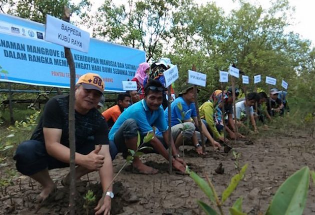 El jefe de la aldea Sungai Nibung, Syarif Ibrahim (segundo por izquierda), da ejemplo con su participación en la plantación de mangles en el municipio de Kubu Raya, en la parte indonesia de la isla de Borneo. Foto: Cortesía de Sungai Nibung