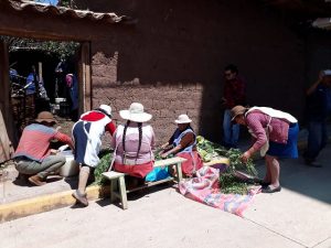 Campesinas quechuas del pueblo de Huasao, en el altiplano andino de Perú, cortan plantas repelentes de insectos, en el frente de la casa de Juana Gallegos, mientras dentro otras preparan la mezcla de biol, un abono orgánico líquido, que usan en sus cultivos de hortalizas. Foto: Mariela Jara/IPS
