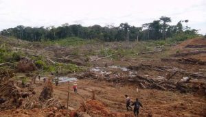 La deforestación de la Amazonia no solo trae daños ambientales, sino que también afecta la salud humana. Un estudio analiza los problemas y actividades asociados con dicha práctica en la Amazonia brasileña, que dan lugar a lo que los autores llaman la “tormenta perfecta” para la aparición y resurgimiento de enfermedades infecciosas.
