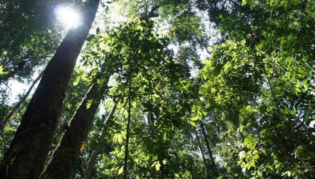 Los bosques tropicales pueden desarrollar mecanismos de resistencia a las variaciones climáticas a largo plazo. Pero esa resiliencia tiene límites: 71 por ciento de esos bosques estarán amenazados si las temperaturas promedio mundiales se estabilizan a 2 grados centígrados por encima de los niveles preindustriales en los próximos 10 años, advierte un nuevo estudio.