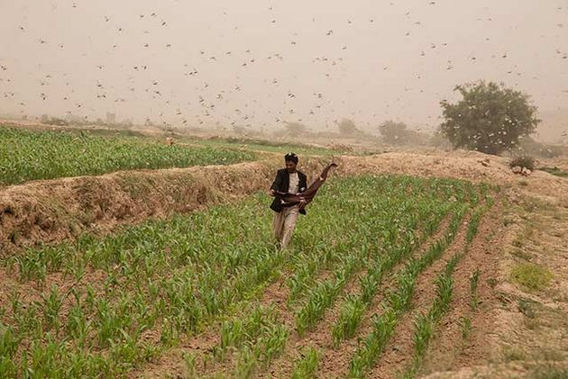 Un esfuerzo internacional, con participación de la FAO, ayuda a los agricultores de África oriental a contener la langosta del desierto. Un solo enjambre, con decenas de millones de insectos, puede arrasar en un día los cultivos con los que se alimentarían 35 000 personas. Foto: FAO