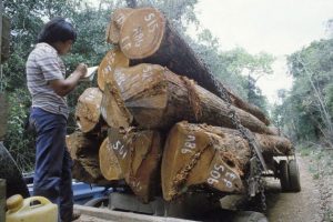 A pesar de que la pérdida de bosques es más lenta, el área forestal en América del Sur sigue disminuyendo: la región perdió 2,6 millones de hectáreas de bosque cada año en el período 2010-2020, la segunda tasa más alta del mundo, sólo superada por la de África, que perdió anualmente 3,9 millones de hectáreas.