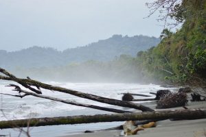Olas y marejadas se comen las playas del Parque Nacional Cahuita, en Costa Rica, donde la vegetación pierde raíces y termina en el mar, uno de los impactos de la crisis climática que el país centroamericano busca mitigar con políticas como la de la neutralidad del carbono. Foto: Diego Arguedas/IPS
