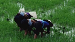 Trabajadores de un arrozal en Asia. En algunas partes de la región, los agricultores están esparciendo antibióticos considerados "críticos" para la medicina humana en cultivos de arroz. Foto: CABI - Communications