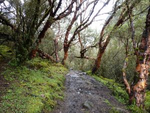 La queñua, uno de los árboles más resistentes al frío del mundo, es nativo de las altiplanicies de los Andes, y con valor ancestral para los quechuas. Es un gran regulador del clima, controla la erosión y almacena gran cantidad de agua, que filtra hacia la tierra y de ahí nutre a los manantiales de los altiplanos andinos. Foto: Esteban Vera/Flickr