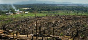 Escena de una quema de bosques en Sumatra, Indonesia, para plantar palmas aceiteras. La destrucción de la corteza forestal del planeta incrementa las emisiones de carbono que una red de países e instituciones no estatales se propone reducir a cero para el año 2050. Foto: Peter Prokosch/PNUMA