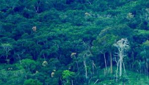 La destrucción de los bosques tropicales, como la selva amazónica, aumenta el riesgo de enfermedades nuevas y pandemias, por el contacto entre poblaciones humanas con animales que transmiten virus. Foto: Vihh / Flickr- Creative Commons 2.0