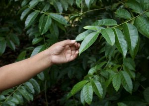 Las hojas de la planta de guayusa se utilizan para preparar té. Imagen de Matthew Wilburn King/Mongabay