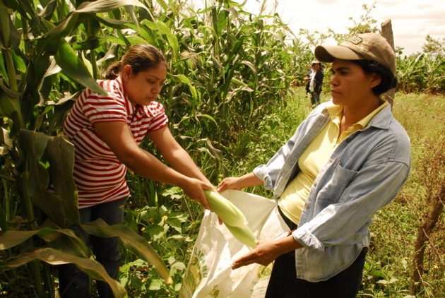 Las mujeres rurales contribuyen con la producción de alimentos en América Latina y el Caribe, realizan abundante trabajo no remunerado y su exposición a la pobreza puede crecer con la pandemia covid-19, alertó la FAO. Foto: Oxfam