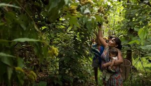 Un estudio encontró que en la Amazonia brasileña, contar con derechos de propiedad permite a los indígenas proteger la tierra de amenazas externas, lo que reduce significativamente la deforestación. Foto: Bruno Kelly/Amazônia Real-Creative Commons