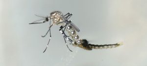 El mosquito Aedes aegypti, vector de enfermedades como el dengue y la malaria, que han afectado históricamente a las poblaciones de América Latina y el Caribe y pueden resurgir bajo la carga que representa, para los sistemas de salud, la atención a la covid-19. Foto: IAEA
