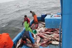 Pescadores artesanales del Perú capturando el calamar gigante, llamado también pota. Foto: Global Fishing Watch