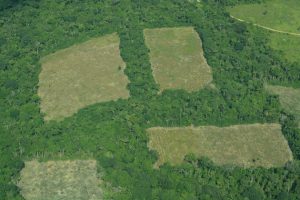 La tala de bosques, en ocasiones para dar paso a pastizales o cultivos ilícitos, es una de las causas de la deforestación que Colombia se propone contener y que recibirá aportes del Fondo Verde para el Clima. Foto: Infoamazonia