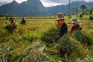 Unos agricultores cosechan arroz en Vietnam. Casi 95% de los trabajadores agrícolas son informales en la región de Asia y el Pacífico. La pandemia de covid está exponiendo las desigualdades y vulnerabilidades de grandes poblaciones, en particular en el Sur en desarrollo. Foto: Linh Pham/PNUD