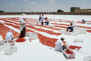 Trabajadores secando tomates muestra la importancia de el derecho a la alimentación.