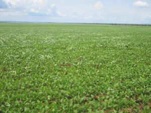 Paisaje de un monocultivo de soja, la oleaginosa que en pocas décadas se convirtió en el principal producto de exportación de Brasil y que ya ocupa la mitad del área agrícola nacional. Empezó en el templado sur y avanzó hacia el norte, incluso en la Amazonia. Esta plantación está en el estado de Tocantins, en el centro de Brasil, nueva área de expansión de la soja. Foto: Mario Osava/IPS