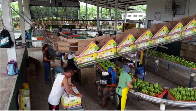 Procesamiento de bananos para exportación en una plantación de Ecuador. Certificar esa producción como ambientalmente sostenible, al sumarla a las cadenas de valor globales, puede mejorar los ingresos del país y sus agricultores. Foto: Piazza-Winner