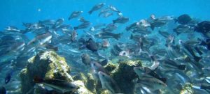 Congregación de animales marinos refleja lo que se pierde cuando los compromisos sobre la biodiversidad se incumplen.