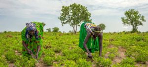 Mujeres trabajan en agricultura sustentable en Sudán del Sur, dentro de un proyecto del Programa Mundial de Alimentos para garantizar medios de subsistencia que permitan encarar la amenaza de mayor pobreza asociada a la pandemia covid-19. Foto: Giulio d´Adamo/PMA