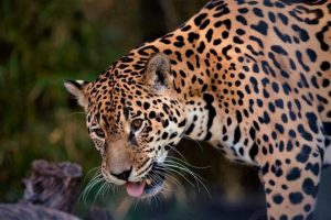 Jaguar en la selva muestra lo que se pierde con la declinación de biodiversidad en América Latina.