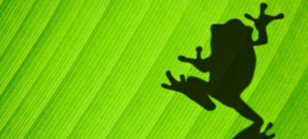 Hoja verde con sombra de una rana, simboliza lo que el pacto sobre biodiversidad 2021 busca preservar.