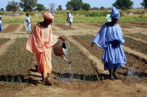 Mujeres agricultoras riegan cultivos de cebollas y otras hortalizas. Ellas participan en un programa especial para mejorar la seguridad alimentaria de Senegal. Foto: FAO