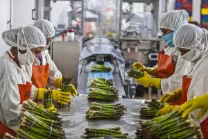 Trabajadoras en Chincha, al sur de Lima, preparan espárragos para su comercialización. Las exportaciones, así como el consumo local, caerán en medio de la peor crisis de América Latina y el Caribe en 100 años. Foto: FAO