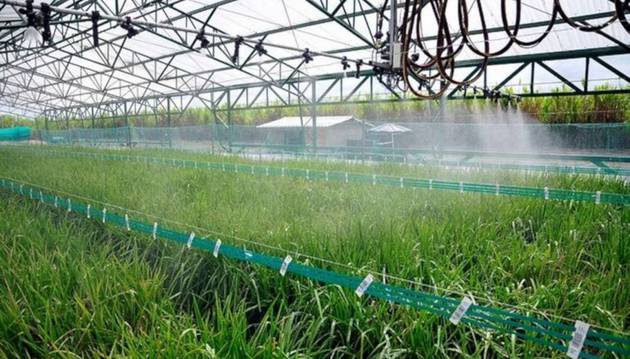 Un campo de arroz siendo regado muestra la efectividad de la Tecnología de riegos alternados.
