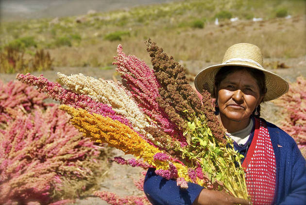 Una mujer en un campo de quinua. América Latina debe proteger y apoyar a sus mujeres rurales como parte del proyecto de recuperación de la región en la pandemia.