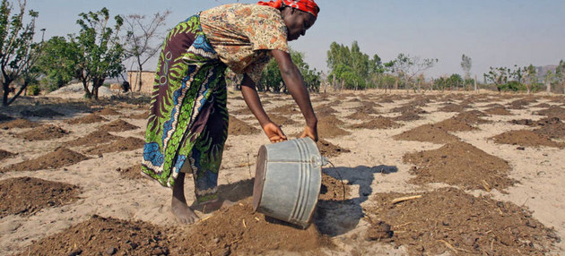Sequías en África causadas por los fenómenos meteorológicos extremos amenazan la economía, la salud y la agricultura de todo el continente.