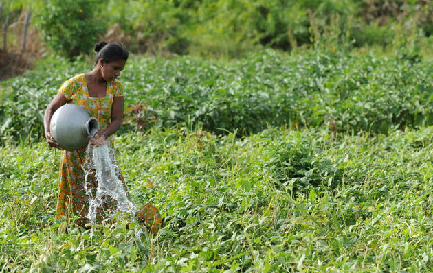 La agricultura es la actividad que consume la mayor parte del agua dulce, de riego y de lluvia, pero ese líquido escasea cada vez más, amenazando los propósitos de erradicar el hambre que padecen cientos de millones de personas. Foto: Ishara Kodikara/FAO