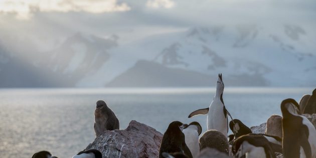 Pingüinos de barbijo fotografiados este año en la Antártida. Foto: Christian Åslund / Greenpeace
