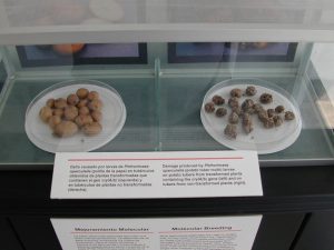 Exhibición de papas modificadas genéticamente contra la polilla de la papa (Izq.) y daño causado por ese insecto en papas sin modificación. Foto: Zoraida Portillo/SciDevNet