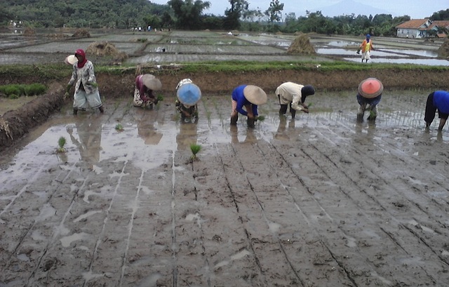 Agricultores de la provincia de Java Occidental de Indonesia. El sector agrícola de este país del sudeste asiático enfrenta a dos problemas importantes: la disminución del número de agricultores y de los campos irrigados de arroz. Foto: Kanis Dursin/IPS