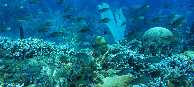 Los arrecifes de coral albergan 25 por ciento de la vida marina, especies que alimentan a 1000 millones de personas, y están en peligro de extinción si este siglo continúa avanzando el calentamiento global. Foto: Kadir van Lohuizen/Pnuma