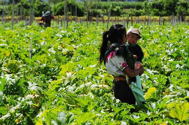 Una madre trabajadora con su hijo en un campo de Guatemala. El desempleo femenino sería de 22 por ciento en América Latina si se mantuvieran buscando trabajo las mujeres que deben dejar de laborar para dedicarse al cuidado de hogares y familia, según la Cepal. Foto: BM