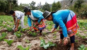 Abarcar con programas de protección laboral y social a los trabajadores rurales e informales es uno de los objetivos de la agenda de desarrollo inclusivo que adoptan los gobiernos latinoamericanos y caribeños. Foto: FAO