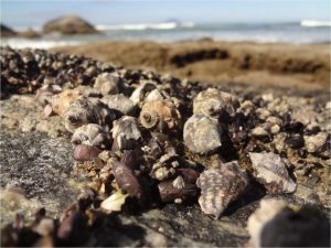 El estudio detectó presencia de tributil estaño en algunas muestras de Stramonita brasiliensis, molusco usado para consumo humano en Brasil. Foto: Cortesía de Fabiano Bender