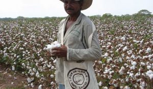 Los cultivadores de algodón en el municipio Ovejas, del norte colombiano, ya disponen de la conectividad necesaria para sostener las innovaciones en el programa de reconversión de cultivos en la zona. Foto: ONU Colombia