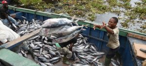 Pescadores descargan atunes en el puerto de Abiyán, Costa de Marfil. Todas las fases en la cadena de producción y comercialización de la pesca y acuicultura en el mundo resultan afectadas por los cierres debidos a la pandemia. Foto: Sia Kambou/FAO